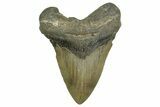 Serrated, Fossil Megalodon Tooth - North Carolina #376921-1